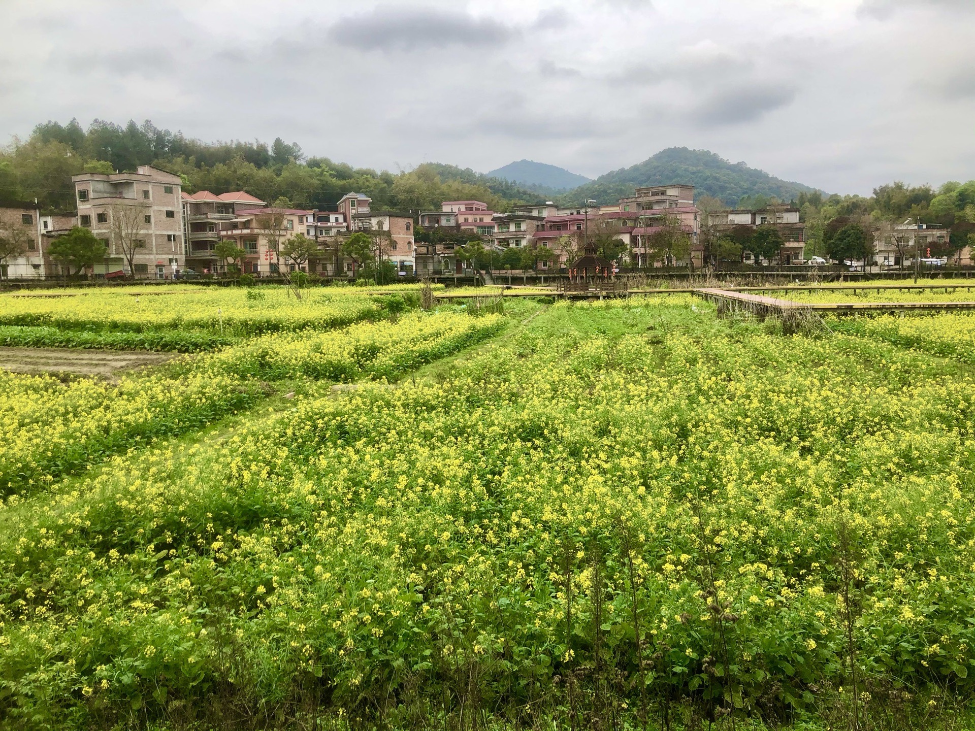 花都梯面油菜花节18公里徒步,广州自助游攻略
