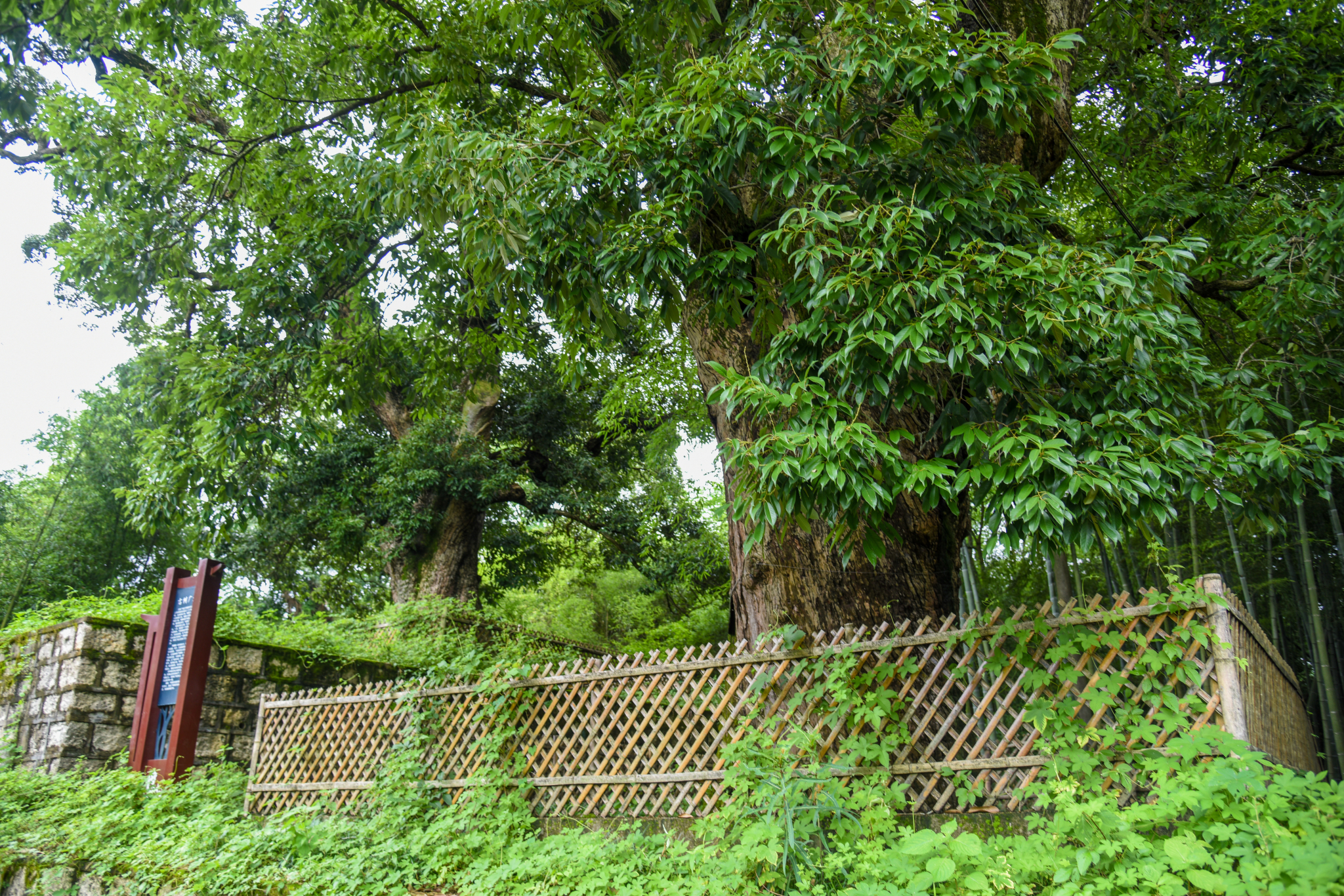 绍兴像马寺 区保 白栎 枫香 苦楮 古树寻踪 (浙江绍兴市柯桥区腾豪村)