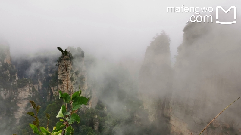 黃石寨第二天:雨中徒步黃石寨金鞭溪 袁家界看石柱天門山國家森林公園