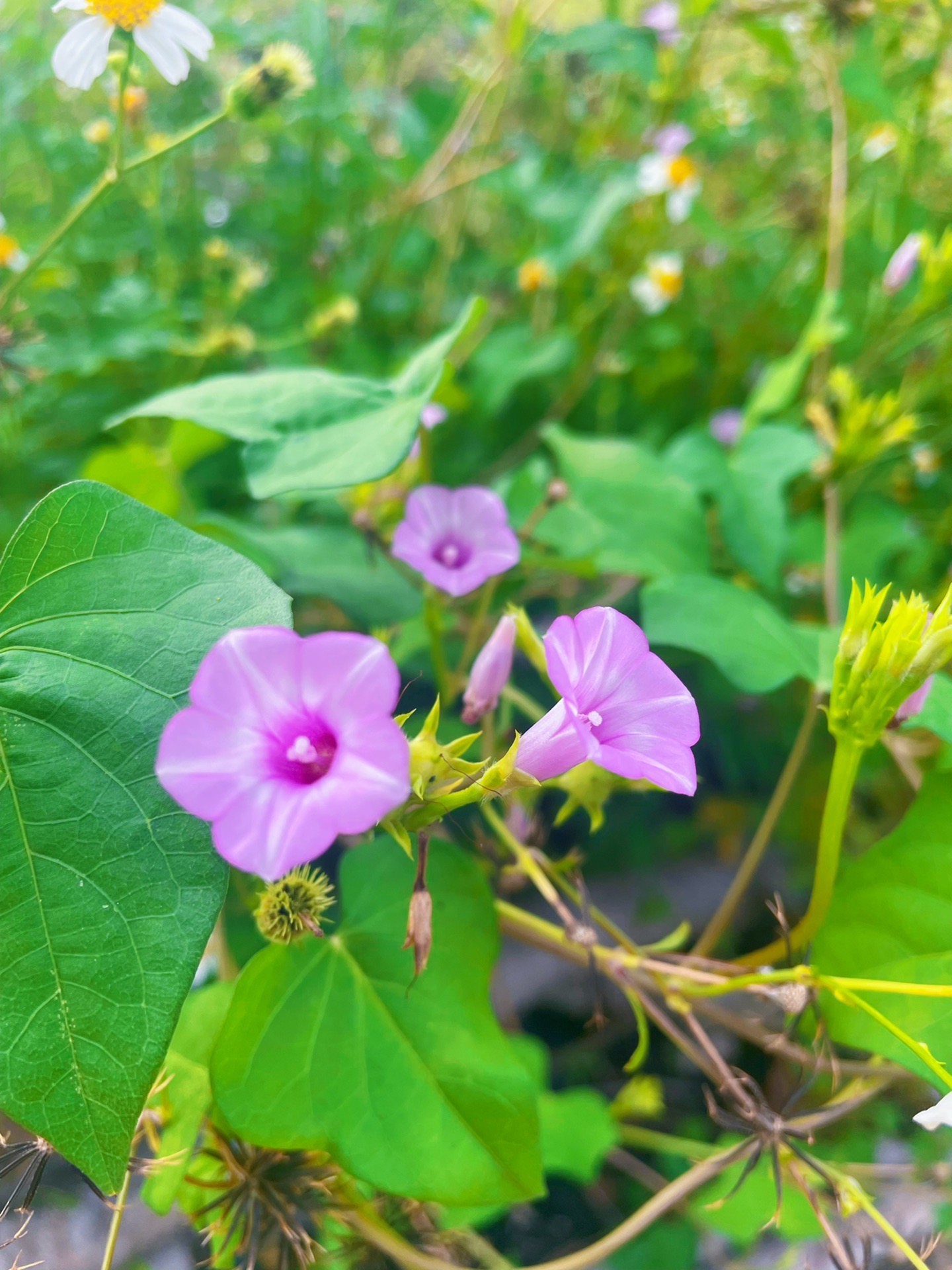 深圳大鹏生态农场图片