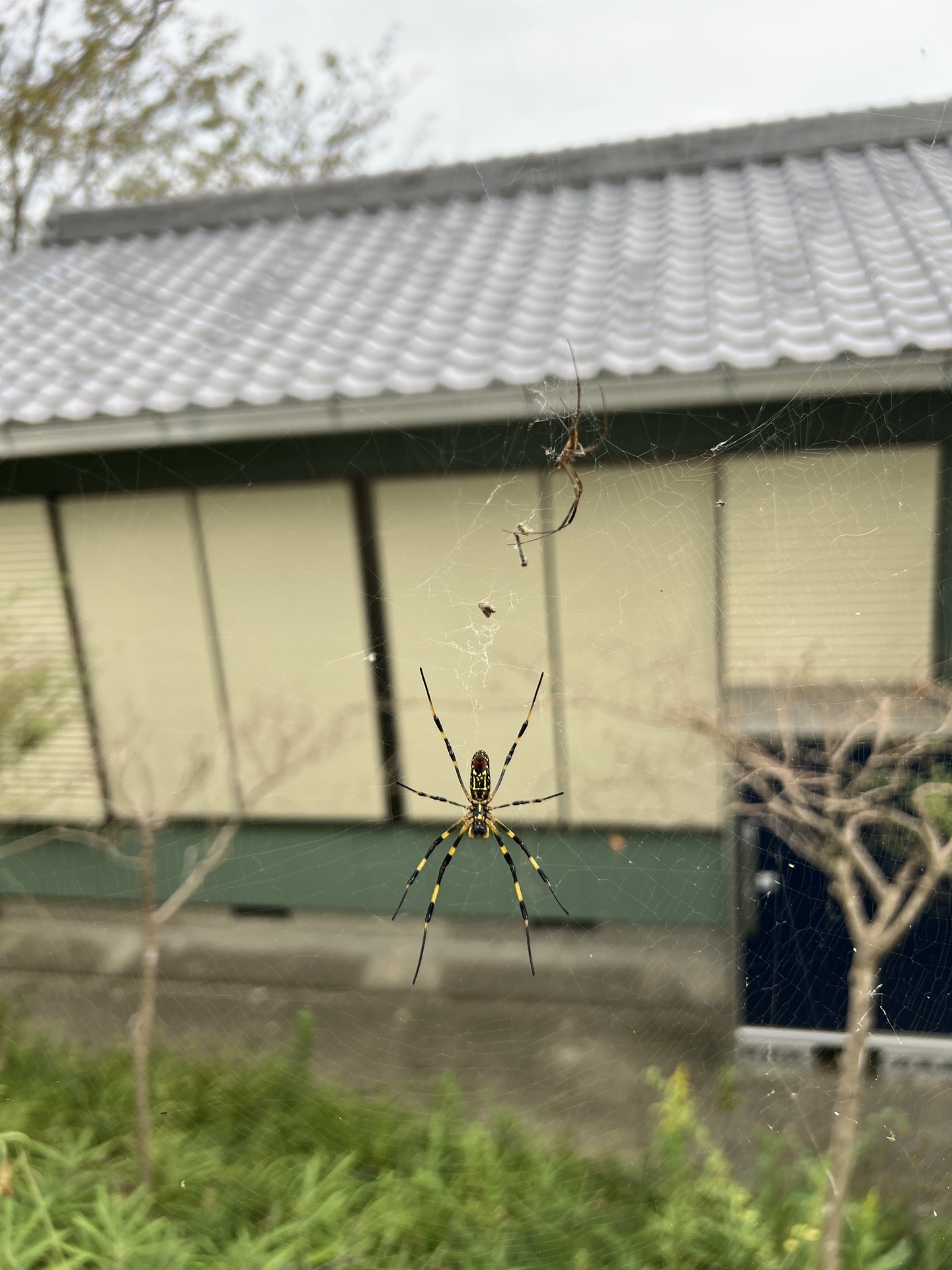 神戶自助遊攻略