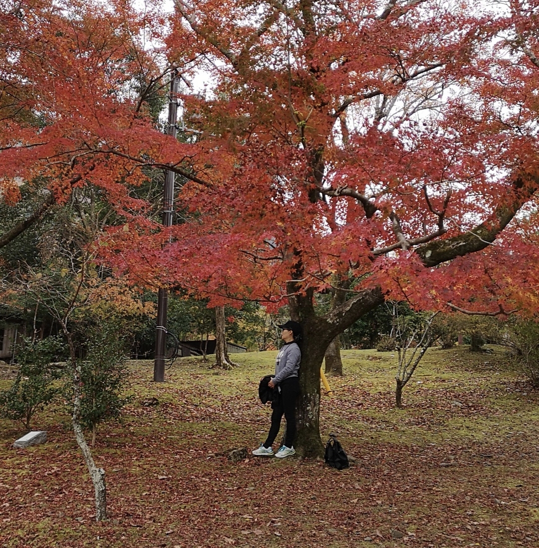 京都自助遊攻略