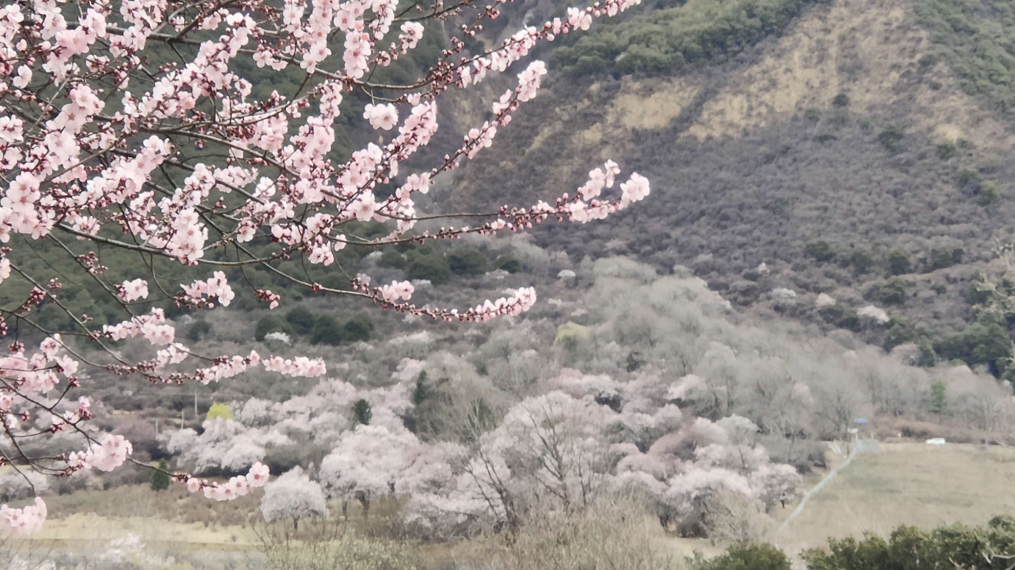 林芝自助遊攻略