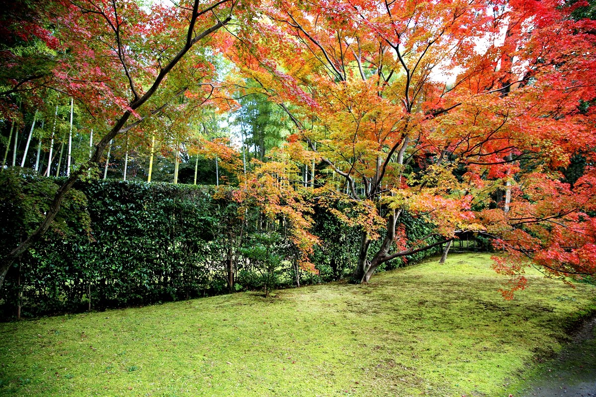 京都自助遊攻略