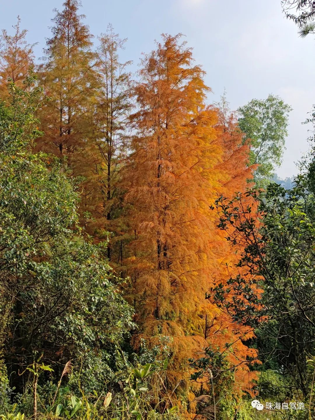 中山五桂山秘境,西坑尾水杉红了,中山旅游攻略 - 马蜂窝