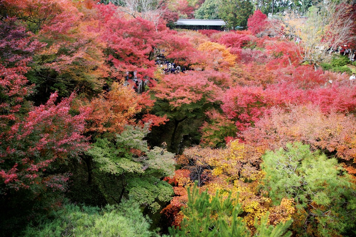 京都自助遊攻略