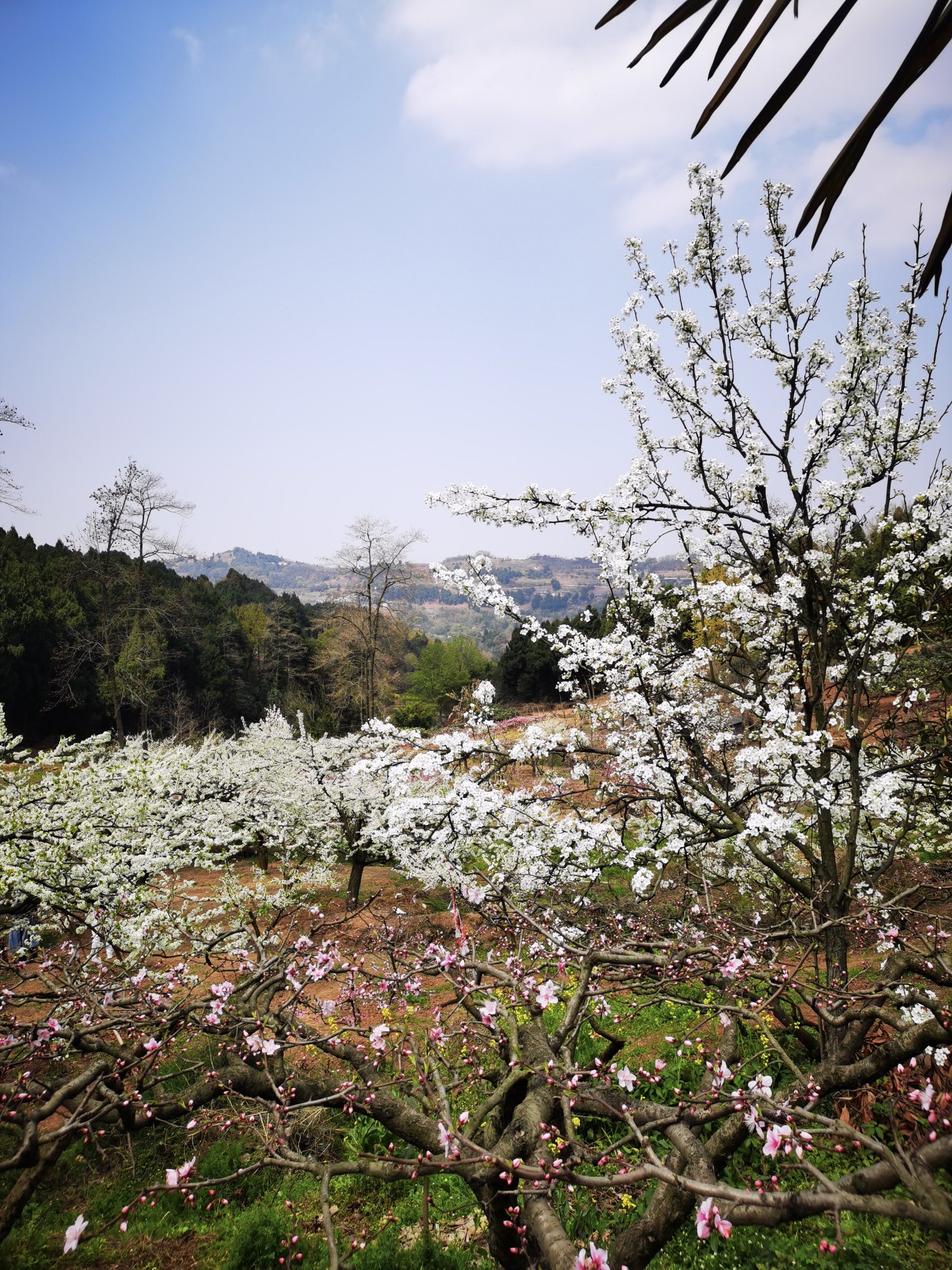 龙泉驿桃花故里门票图片