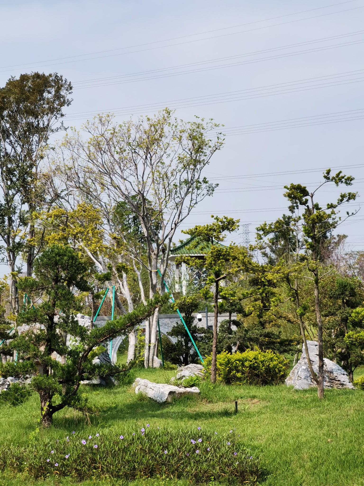 佛山王借岗森林公园图片