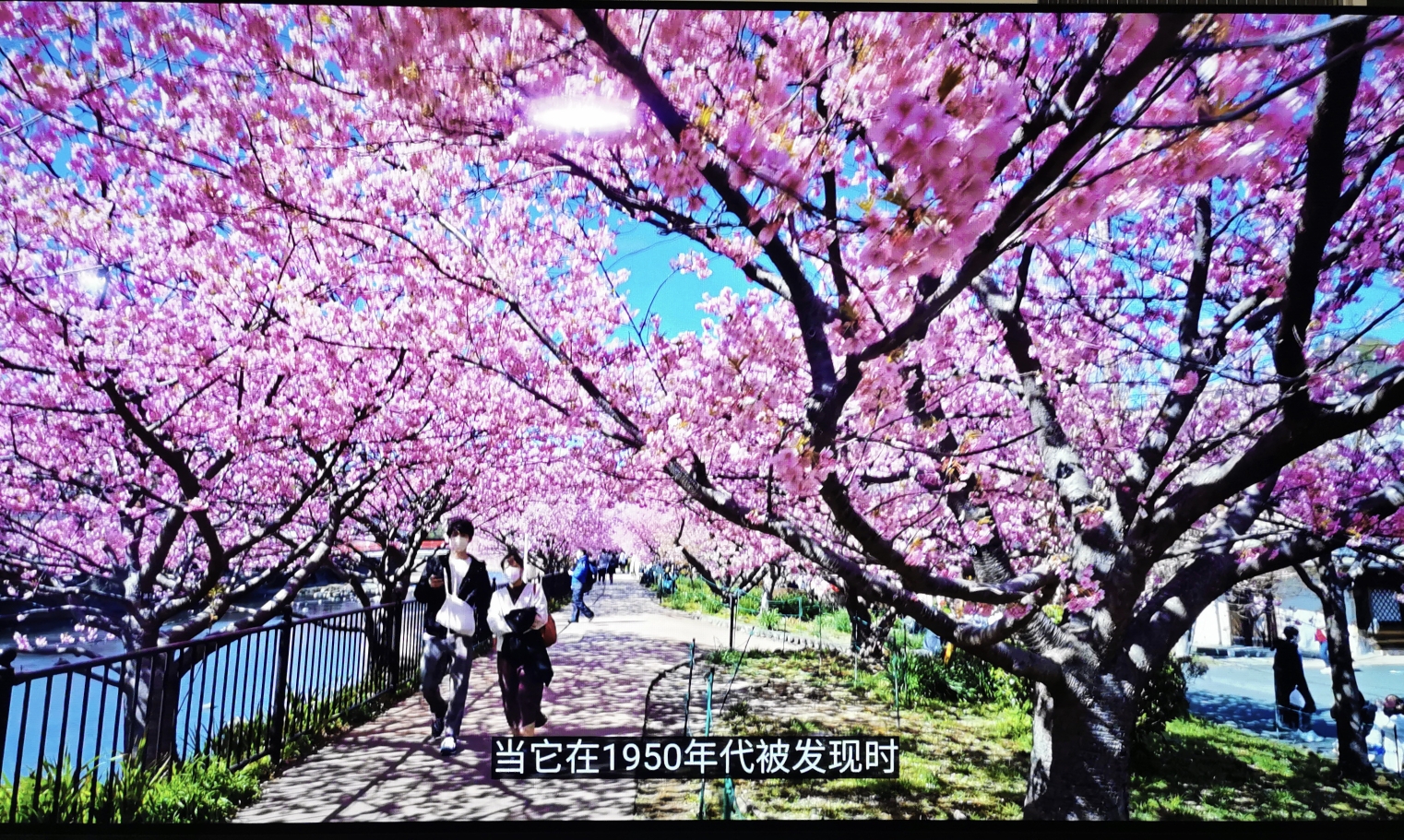 9刷日本①東京掠影→伊豆半島流淌的漫時光·河津