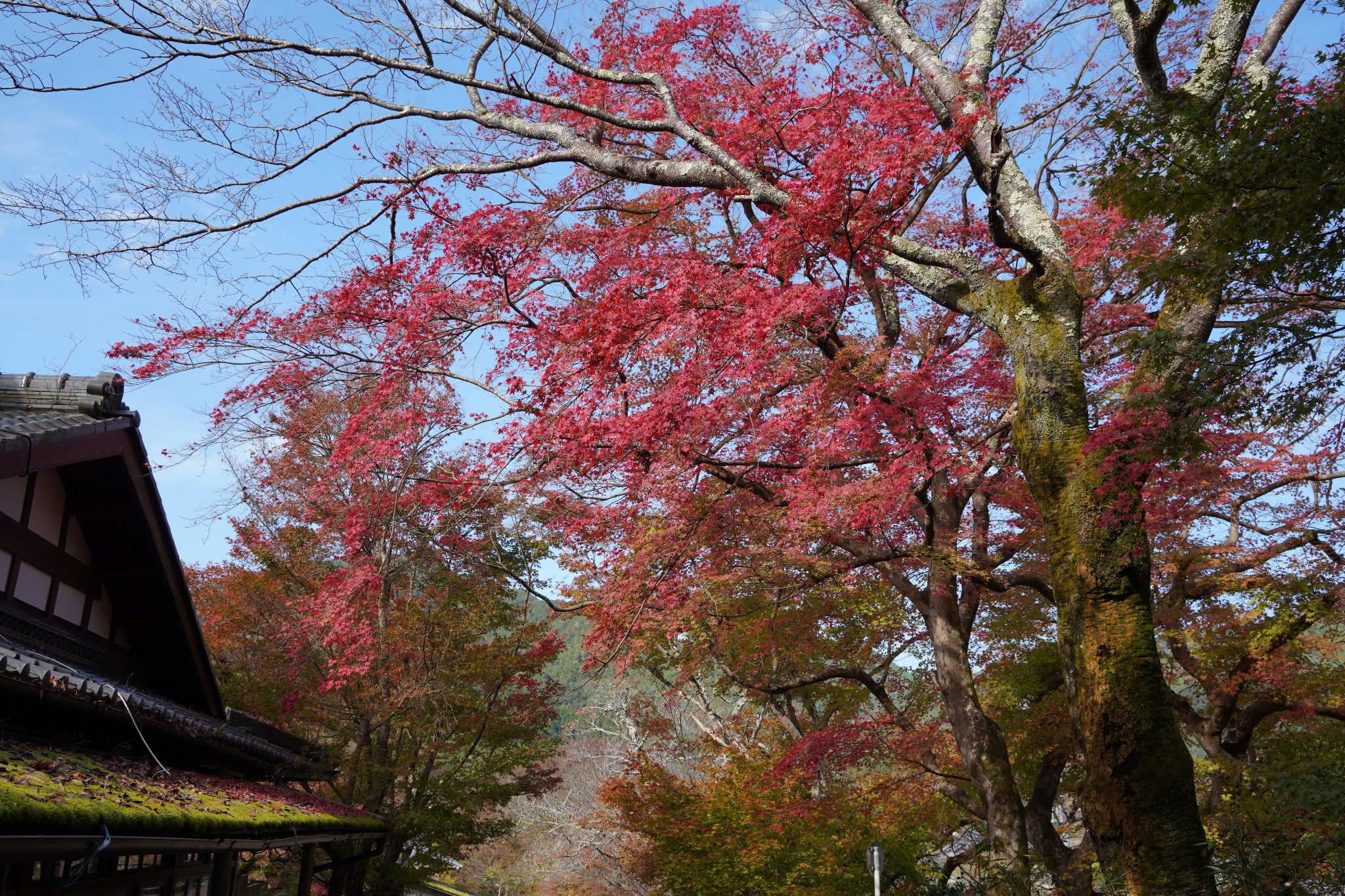 京都自助遊攻略