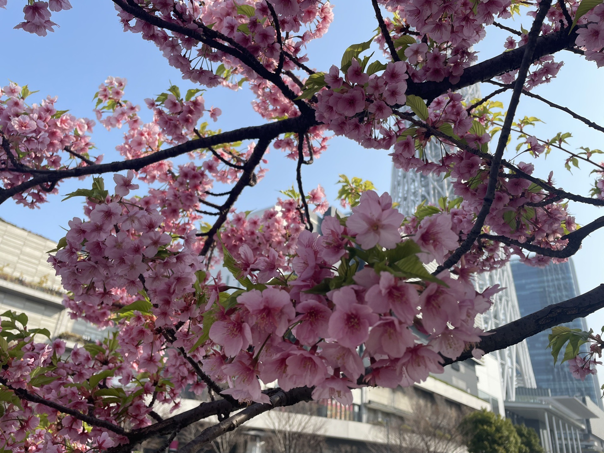 東京自助遊攻略