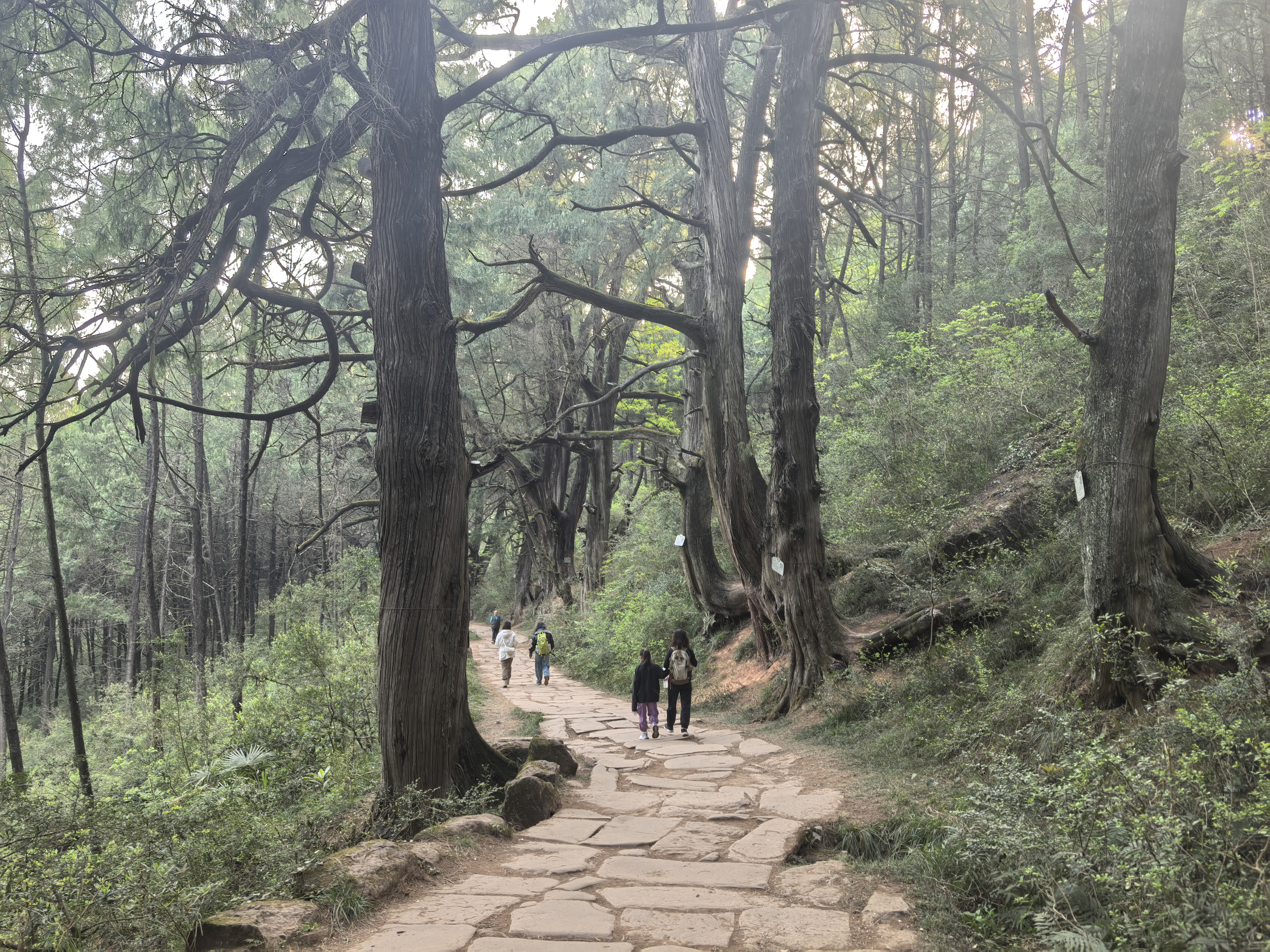 【广元】蜀道行/我和孩子的春假古蜀道徒..