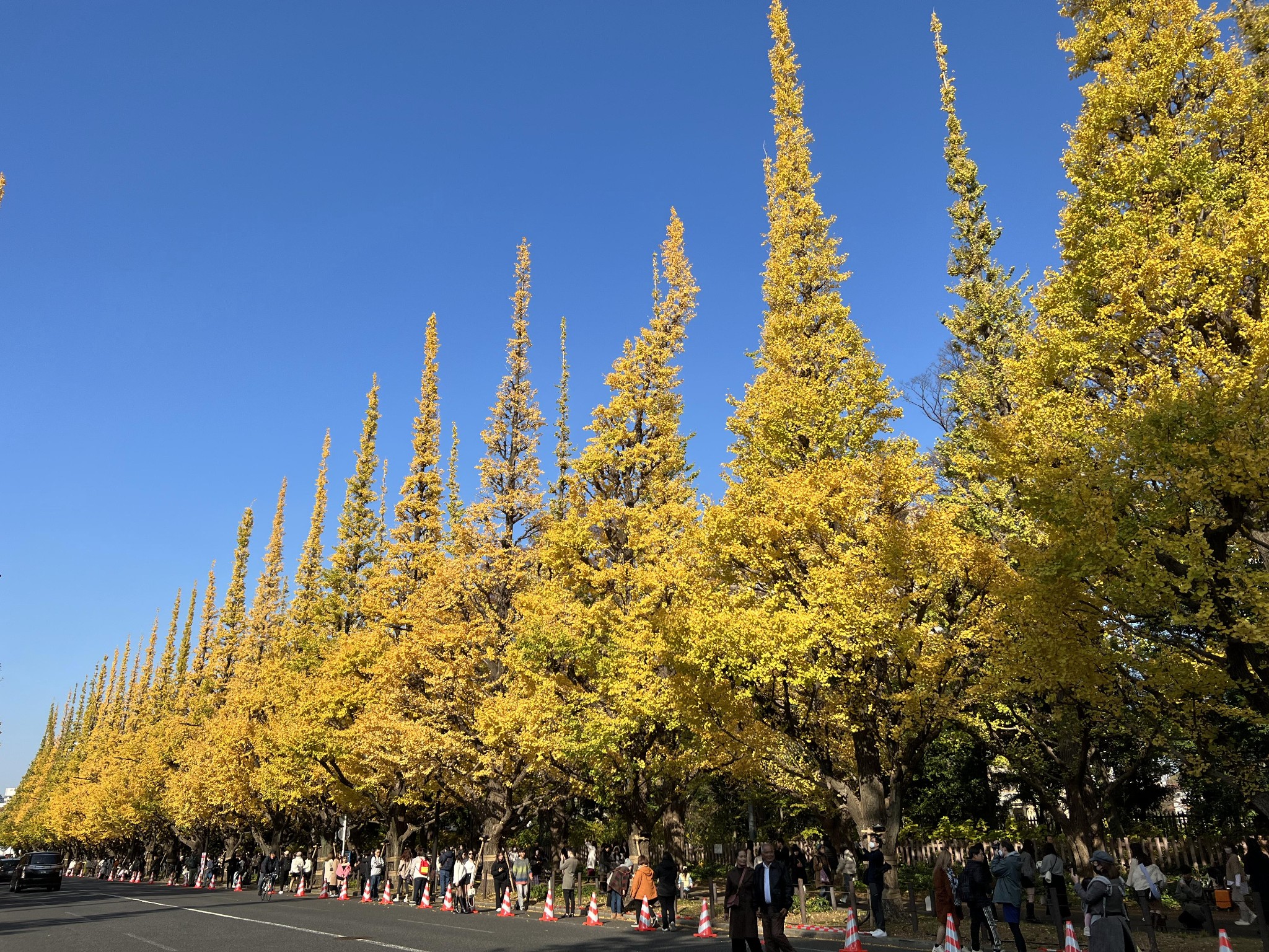 东京散策2023皇居一般公开明治神宫外苑银杏大道新国立美术馆东京塔