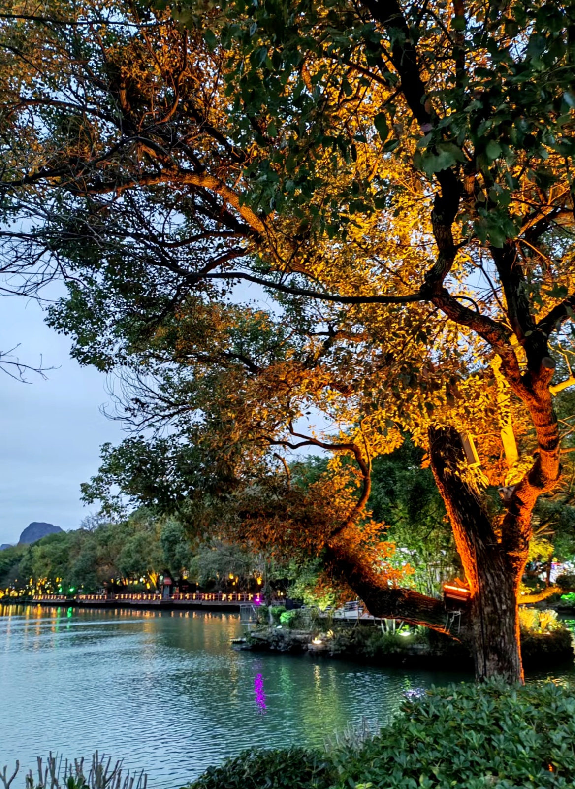 桂林游之榕杉湖景区