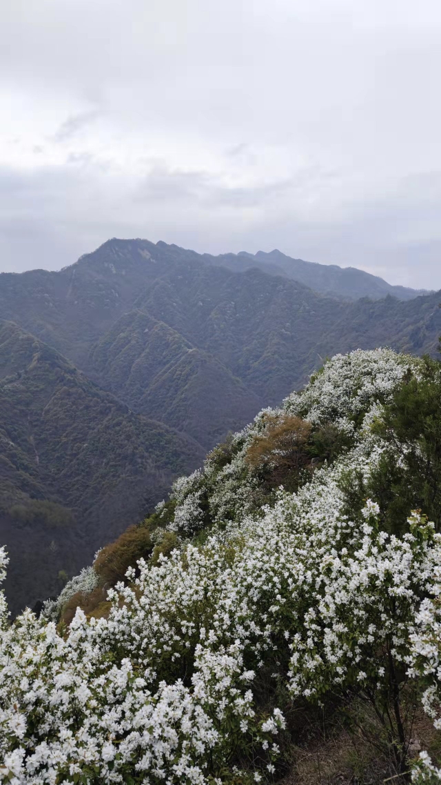 子午峪凤凰岭赏白娟梅