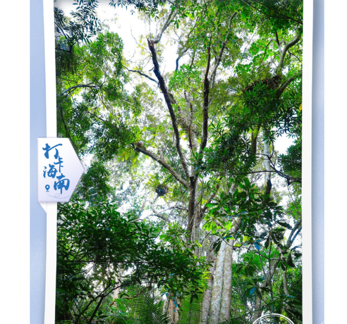 打卡海南·探秘雨林，聆听美妙的海南绿色之歌