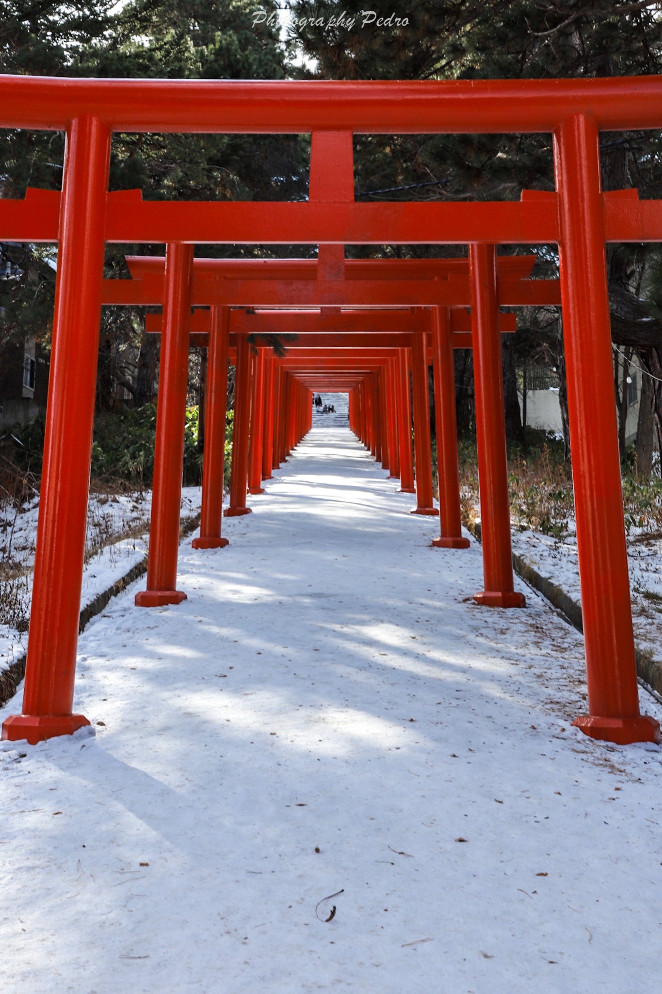 北海道自助遊攻略