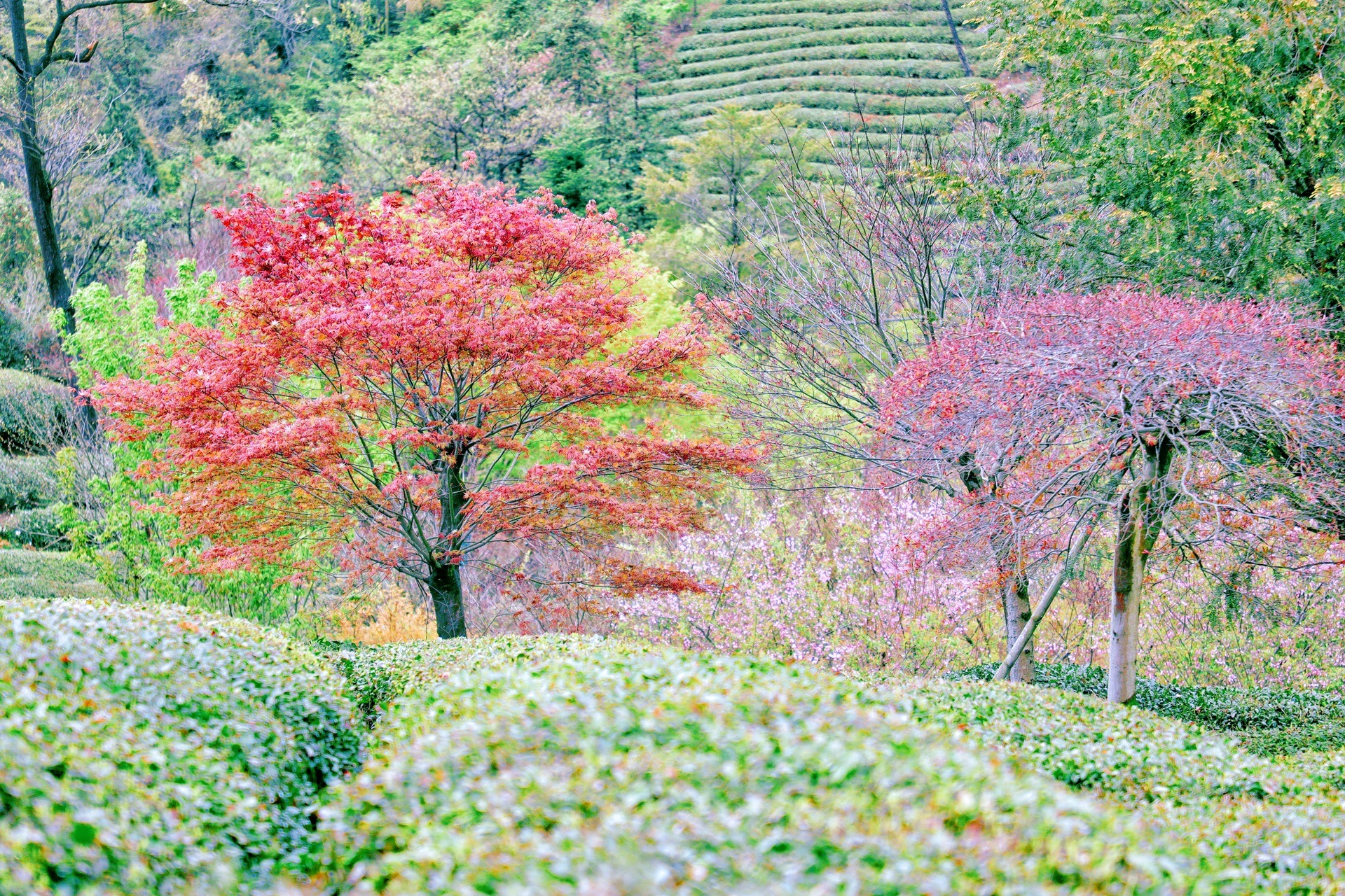 大岚樱花基地图片