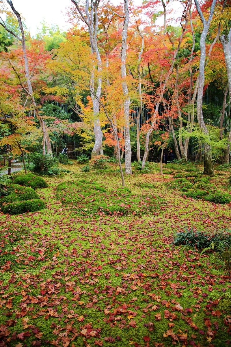 京都自助遊攻略