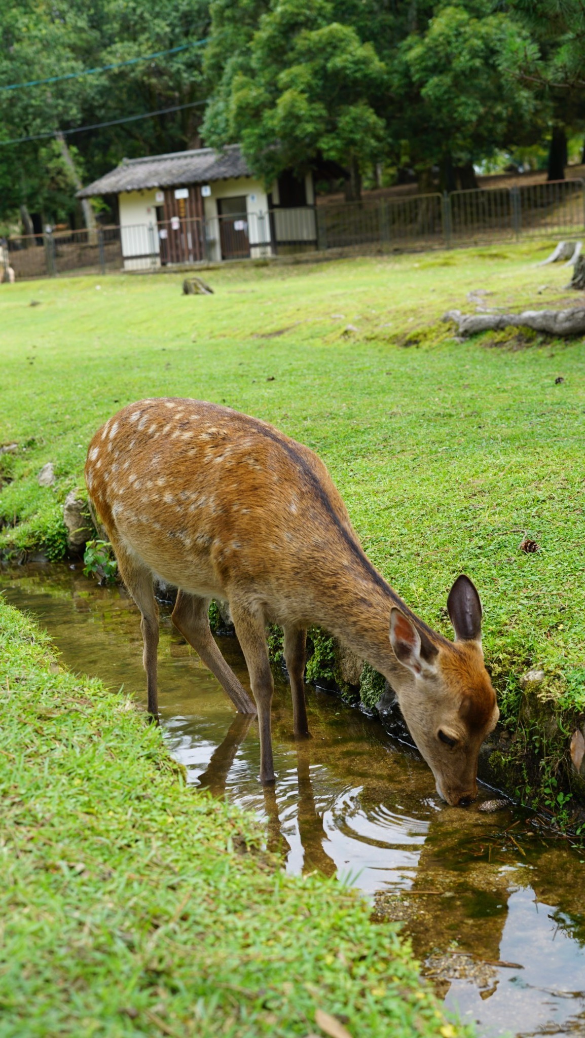 京都自助遊攻略