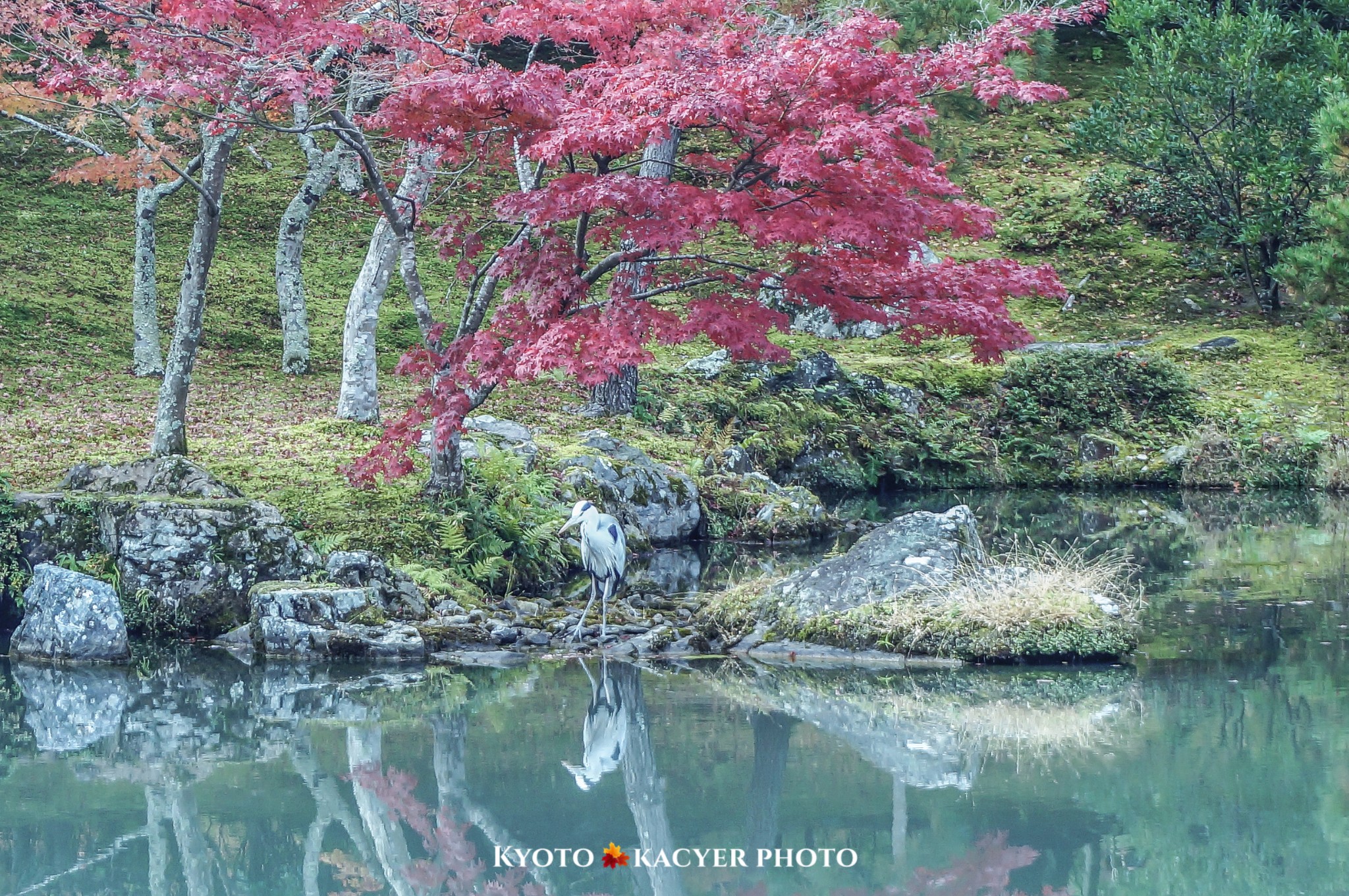 京都自助遊攻略