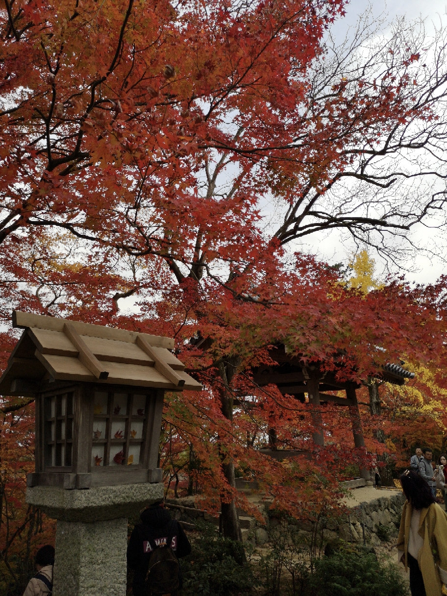 京都自助遊攻略