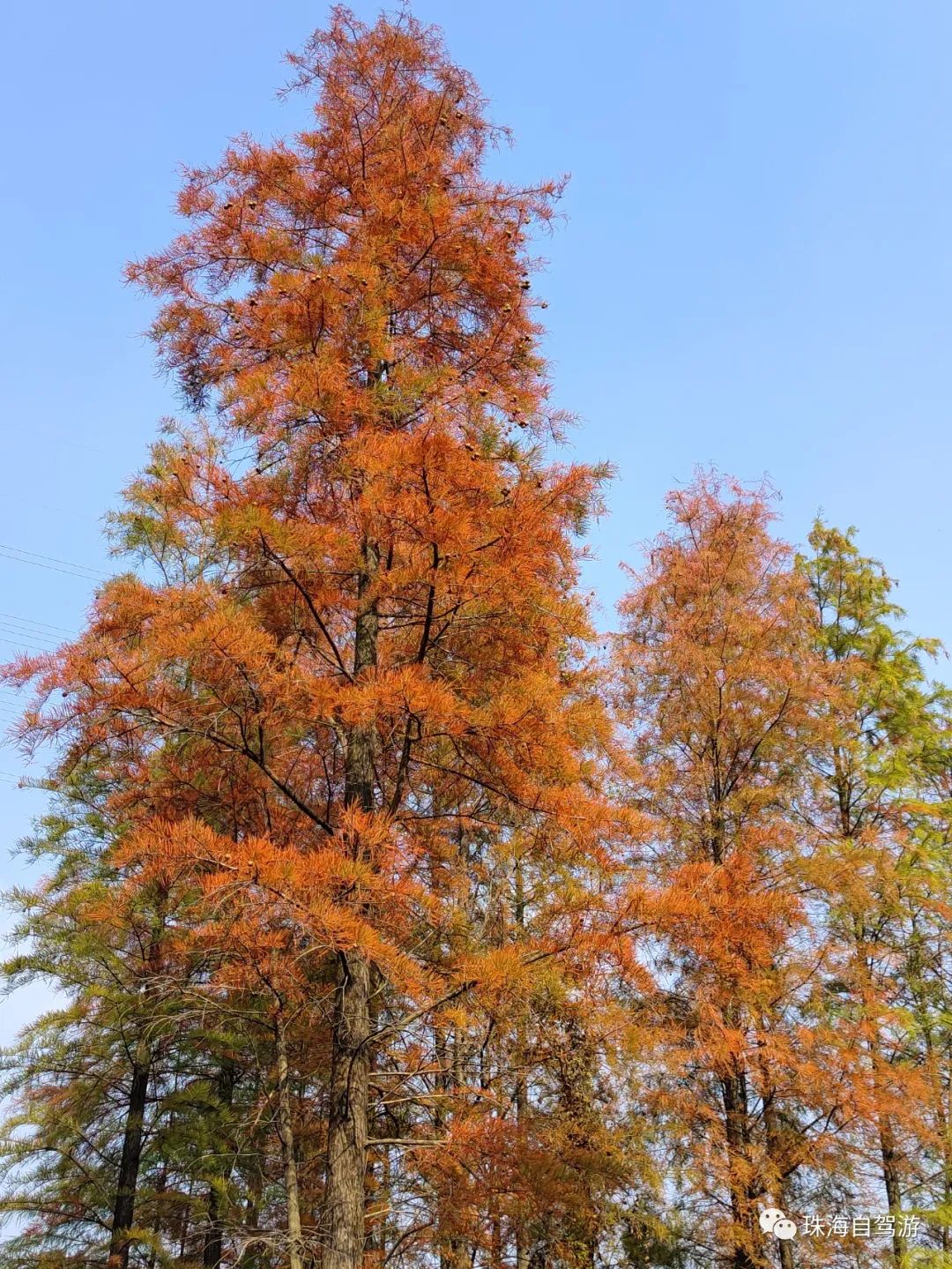 中山五桂山秘境,西坑尾水杉红了,中山旅游攻略 - 马蜂窝