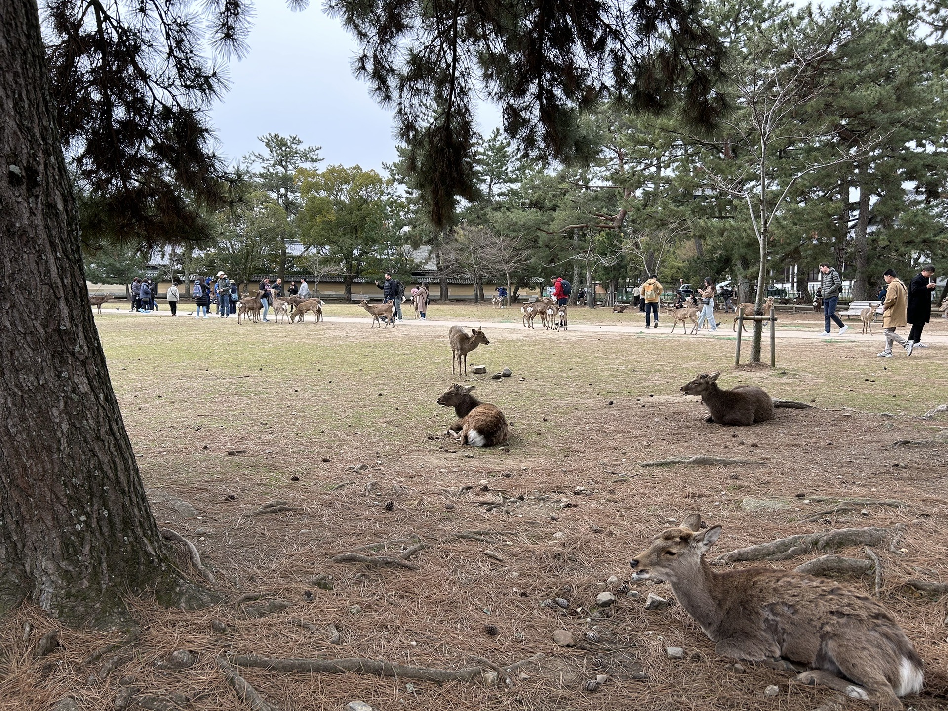 大阪自助遊攻略