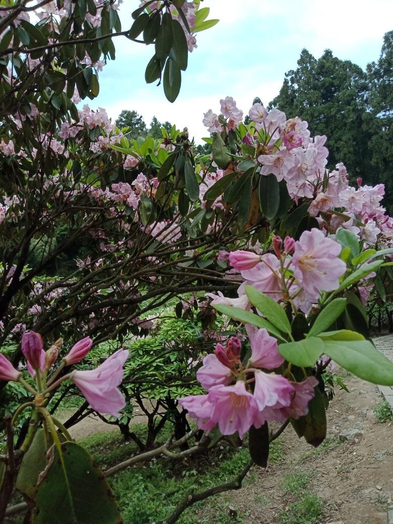 赴约天台山杜鹃花