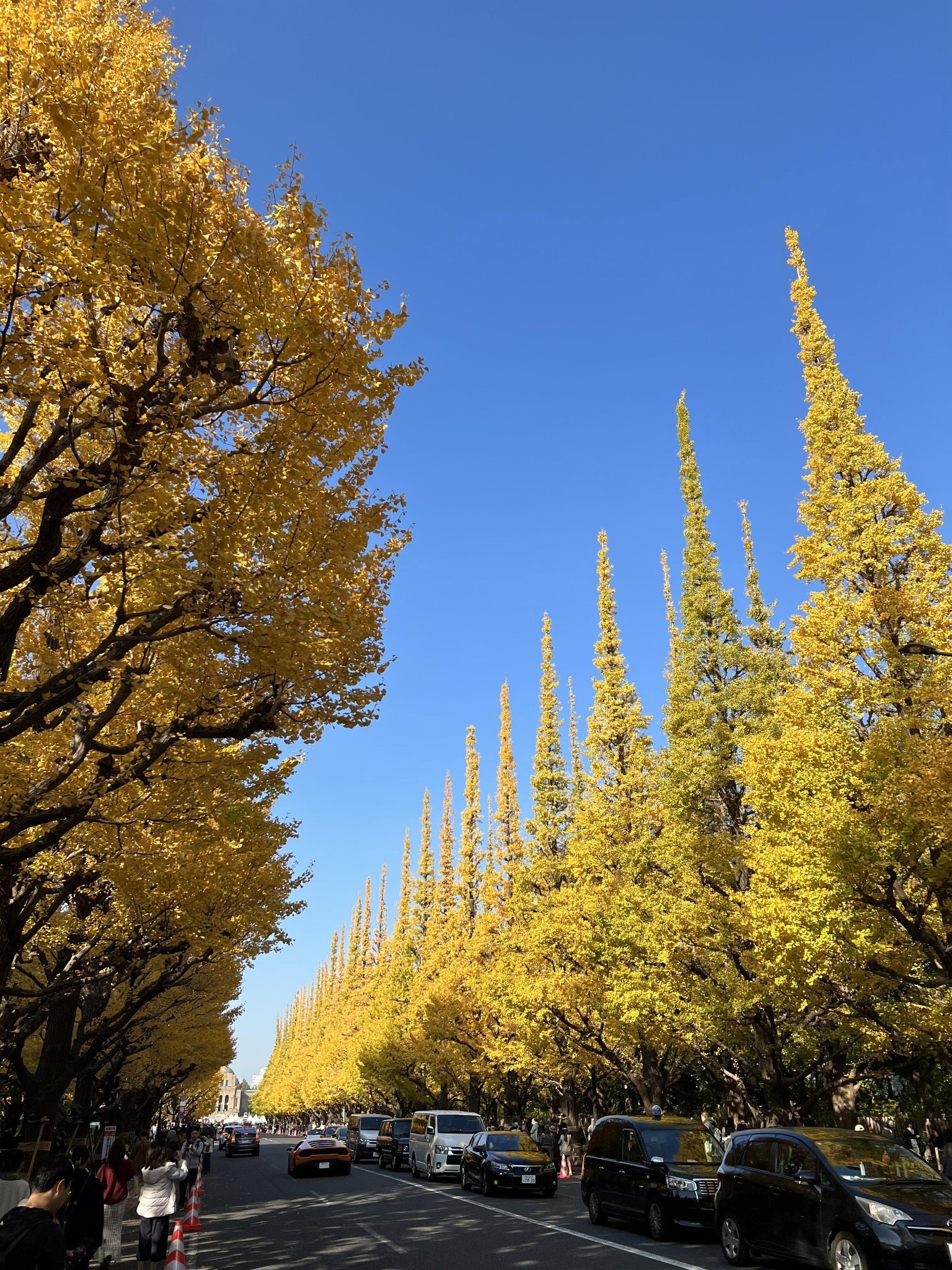 东京散策2023皇居一般公开明治神宫外苑银杏大道新国立美术馆东京塔