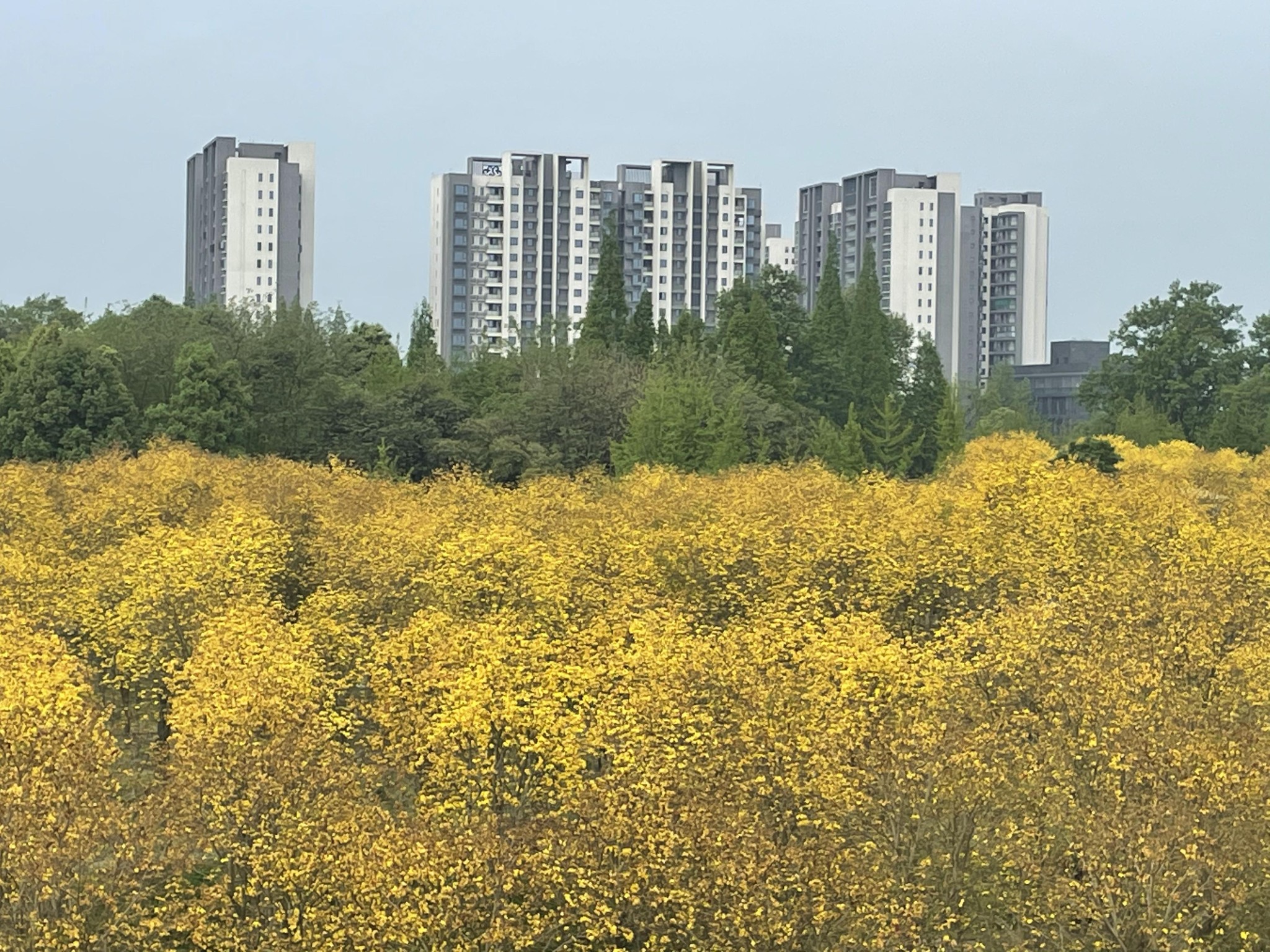 成都市温江万春镇蓝枫园_游记