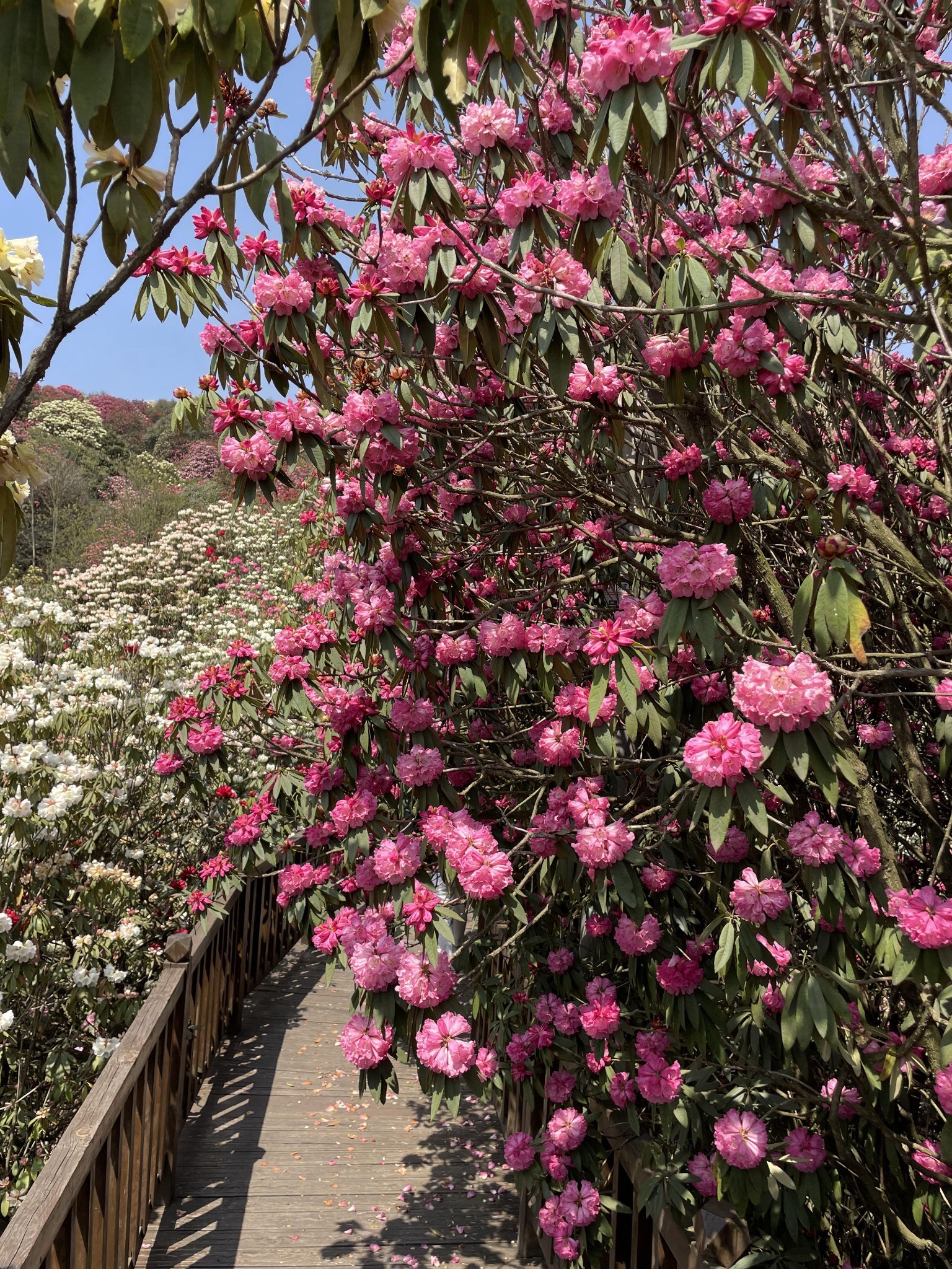 毕节百里杜鹃之普底景区