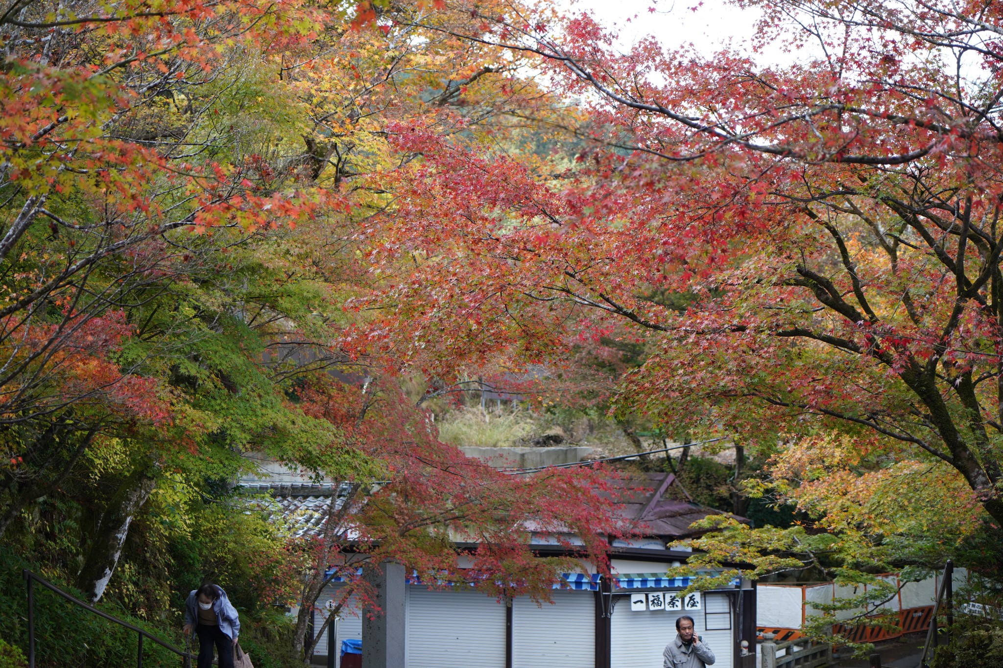 京都自助遊攻略