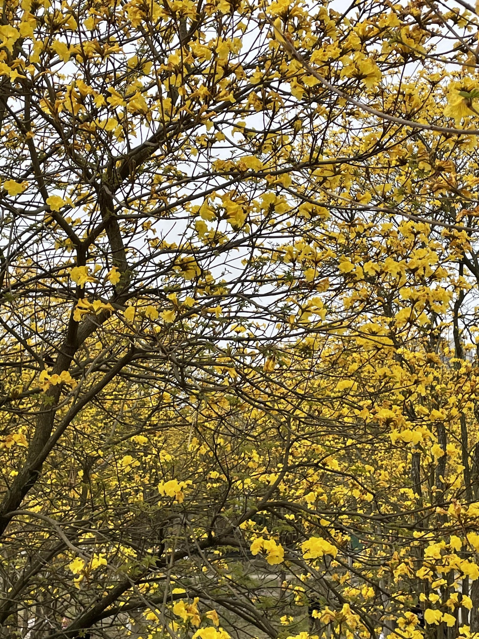 成都市温江万春镇蓝枫园,成都自助游攻略 - 马蜂窝