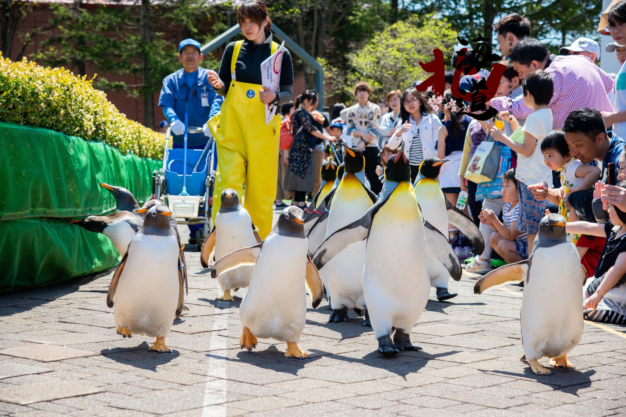 北海道自助遊攻略