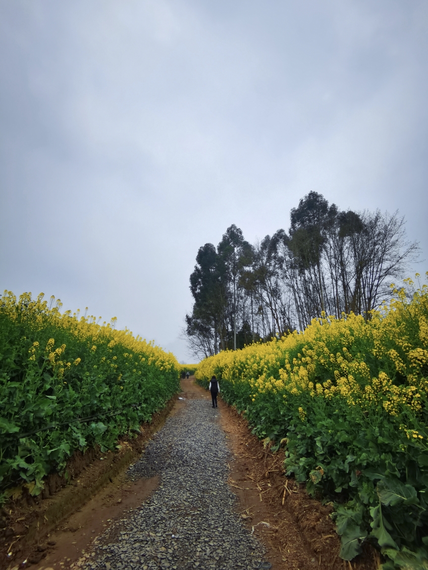 两河村油菜花图片