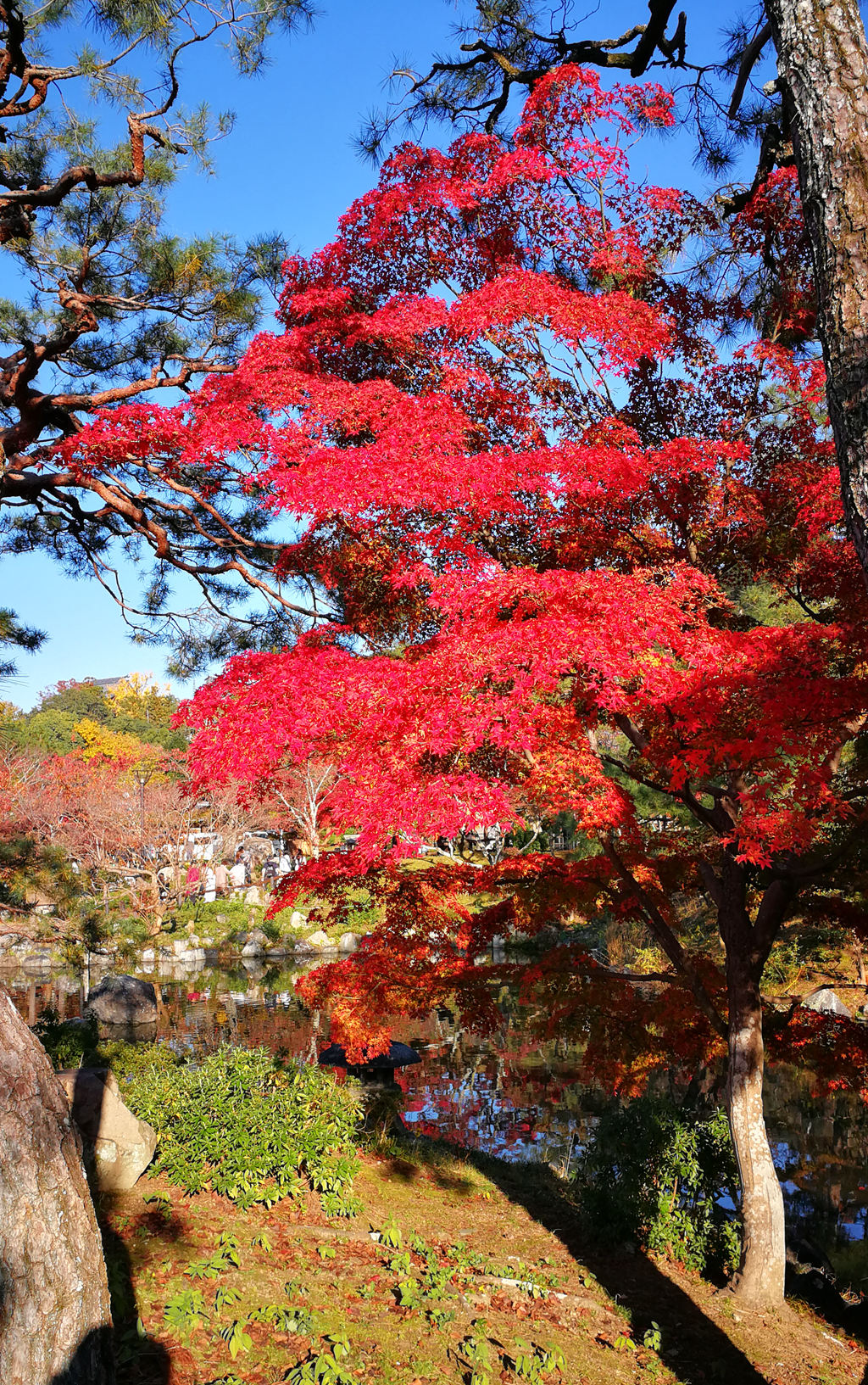 京都圆山公园图片