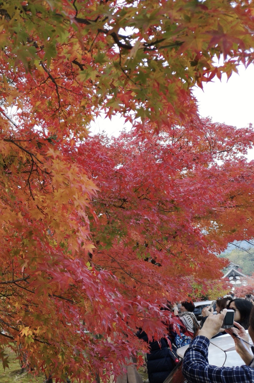 京都自助遊攻略