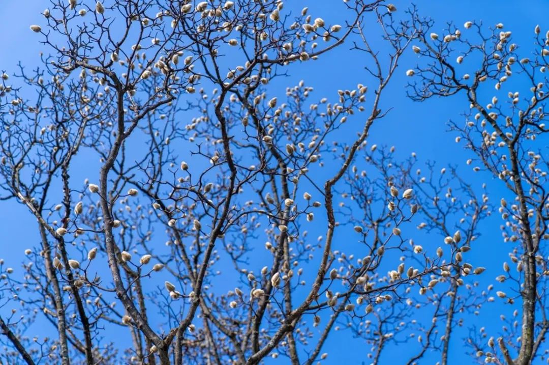 别催啦,辛夷花花期预告来啦~醉美春日当然不能辜负!