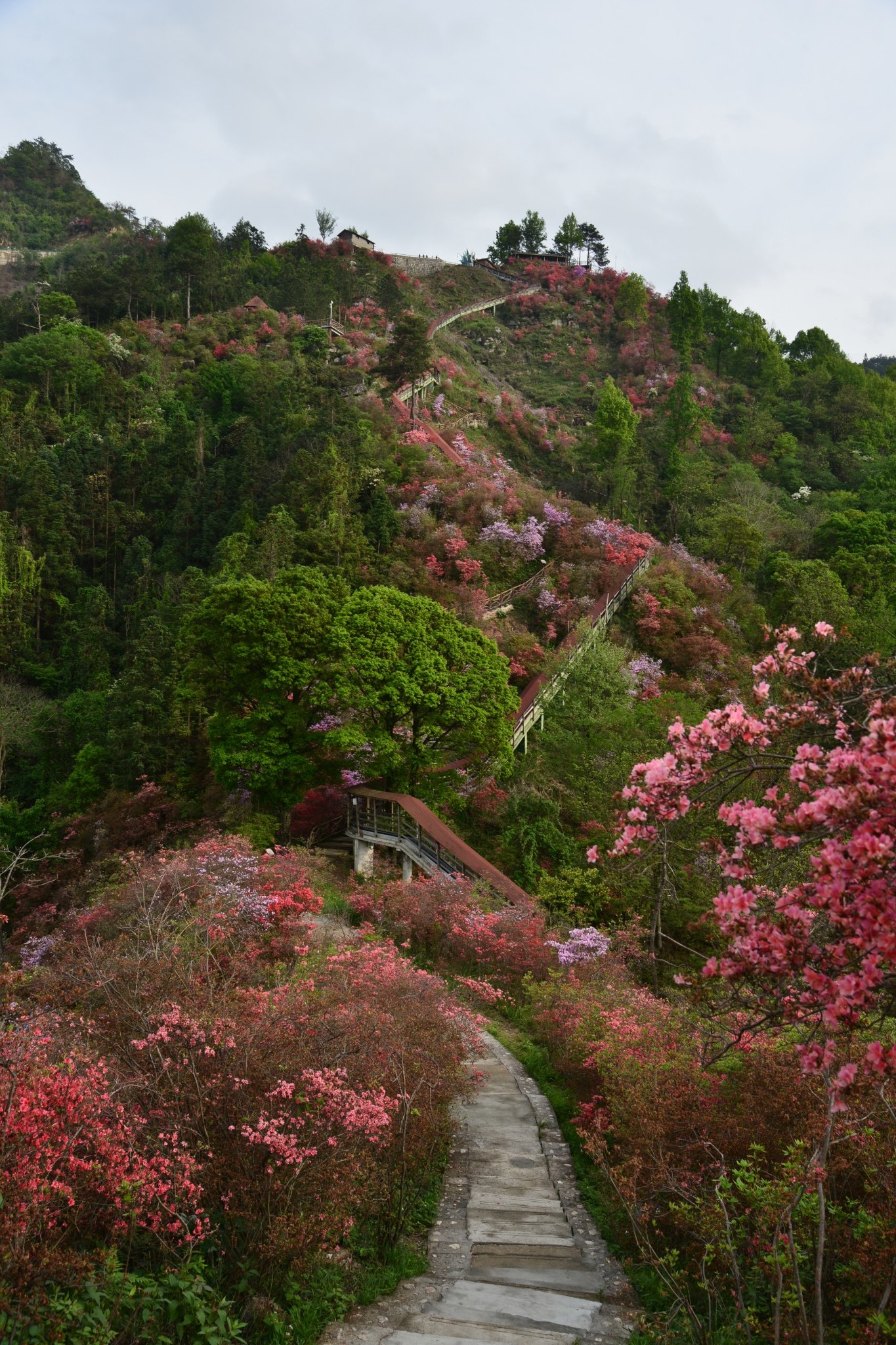 天峡杜鹃花图片