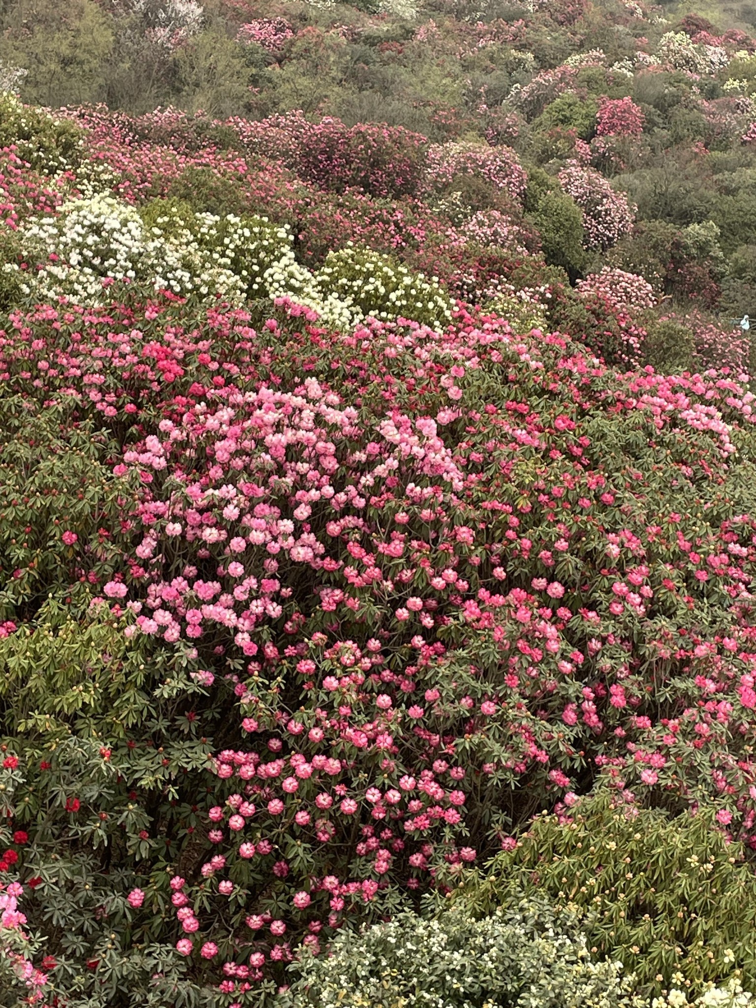毕节百里杜鹃之普底景区