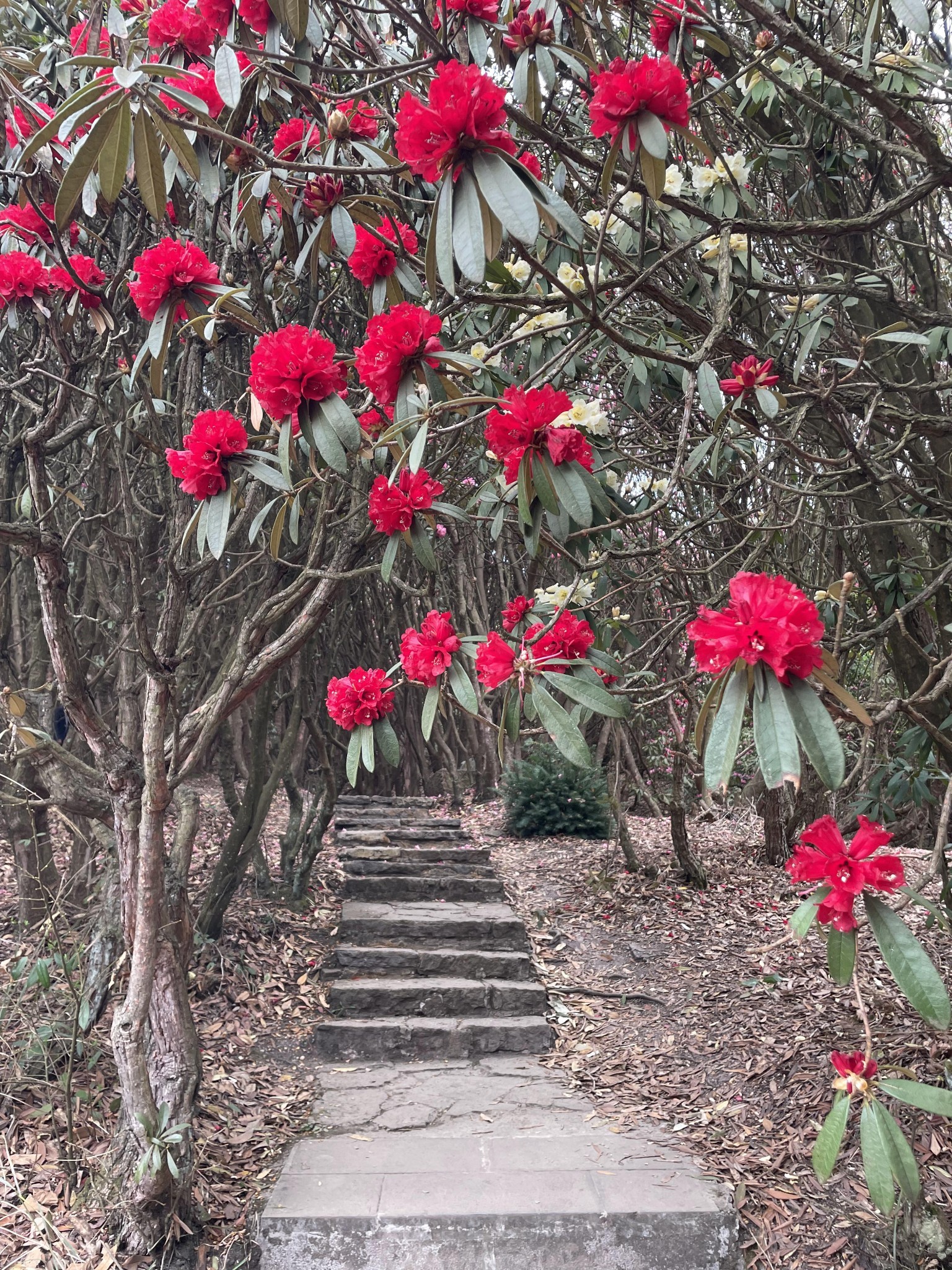 毕节百里杜鹃之普底景区
