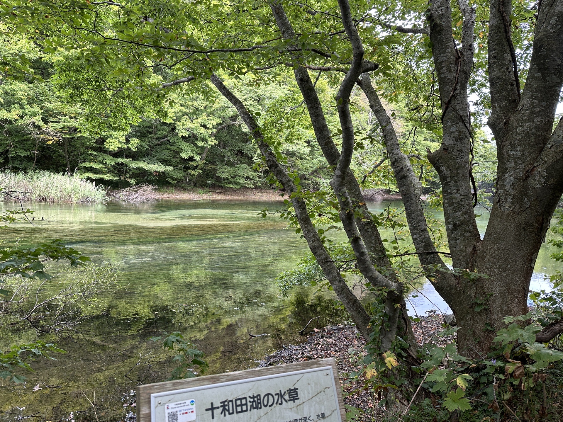 青森縣自助遊攻略