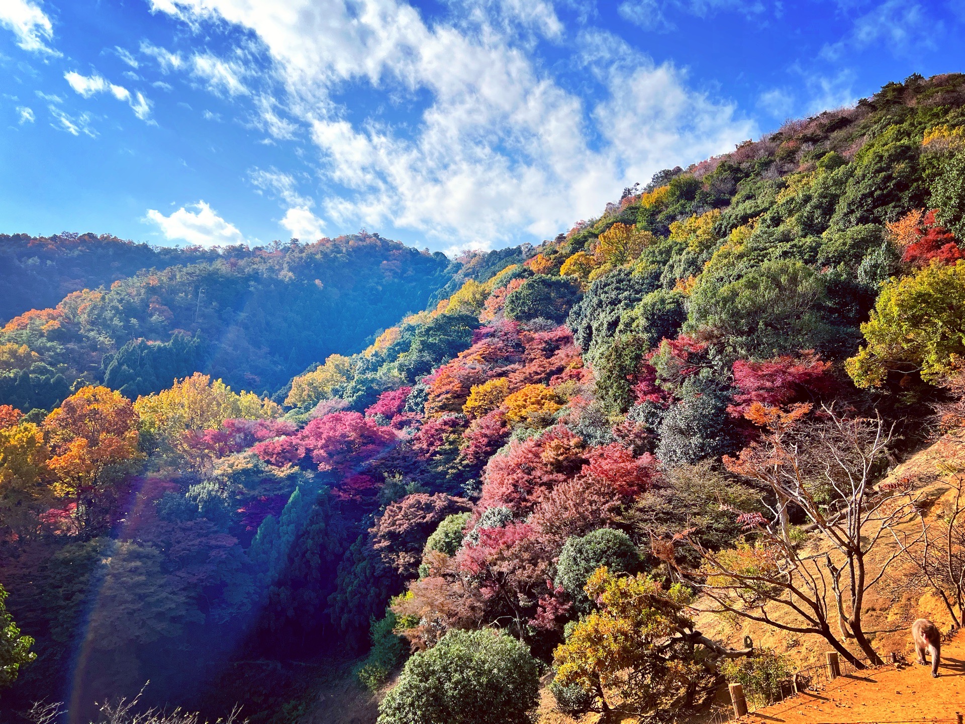 京都自助遊攻略