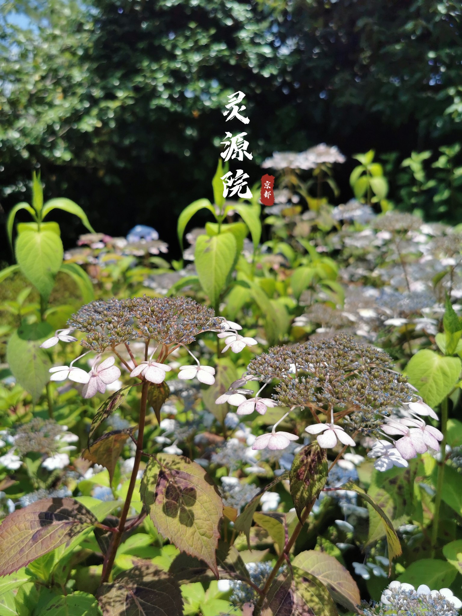 京都自助遊攻略