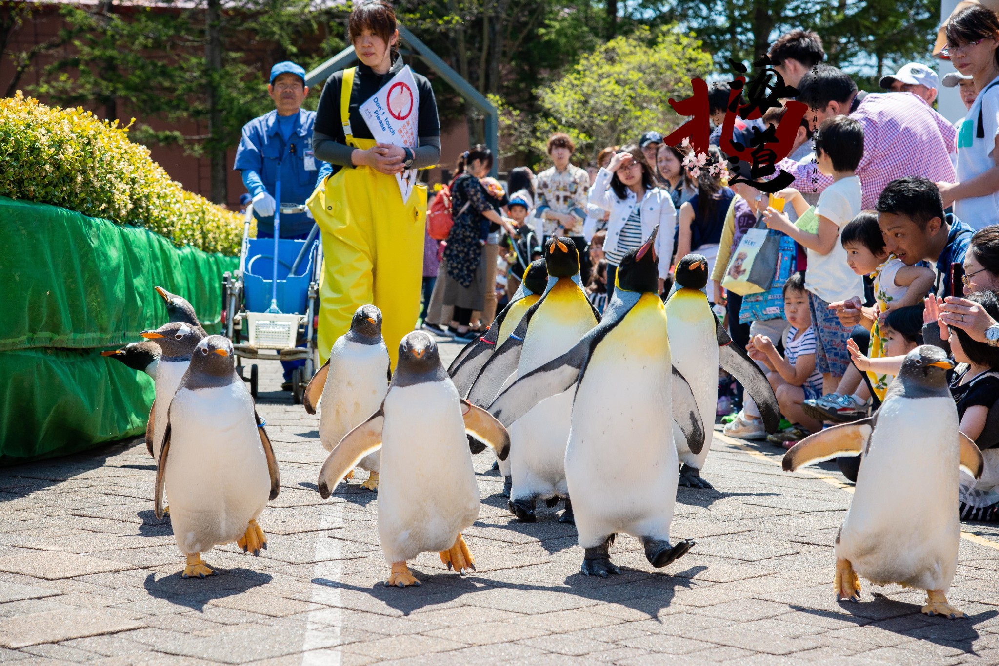 北海道自助遊攻略