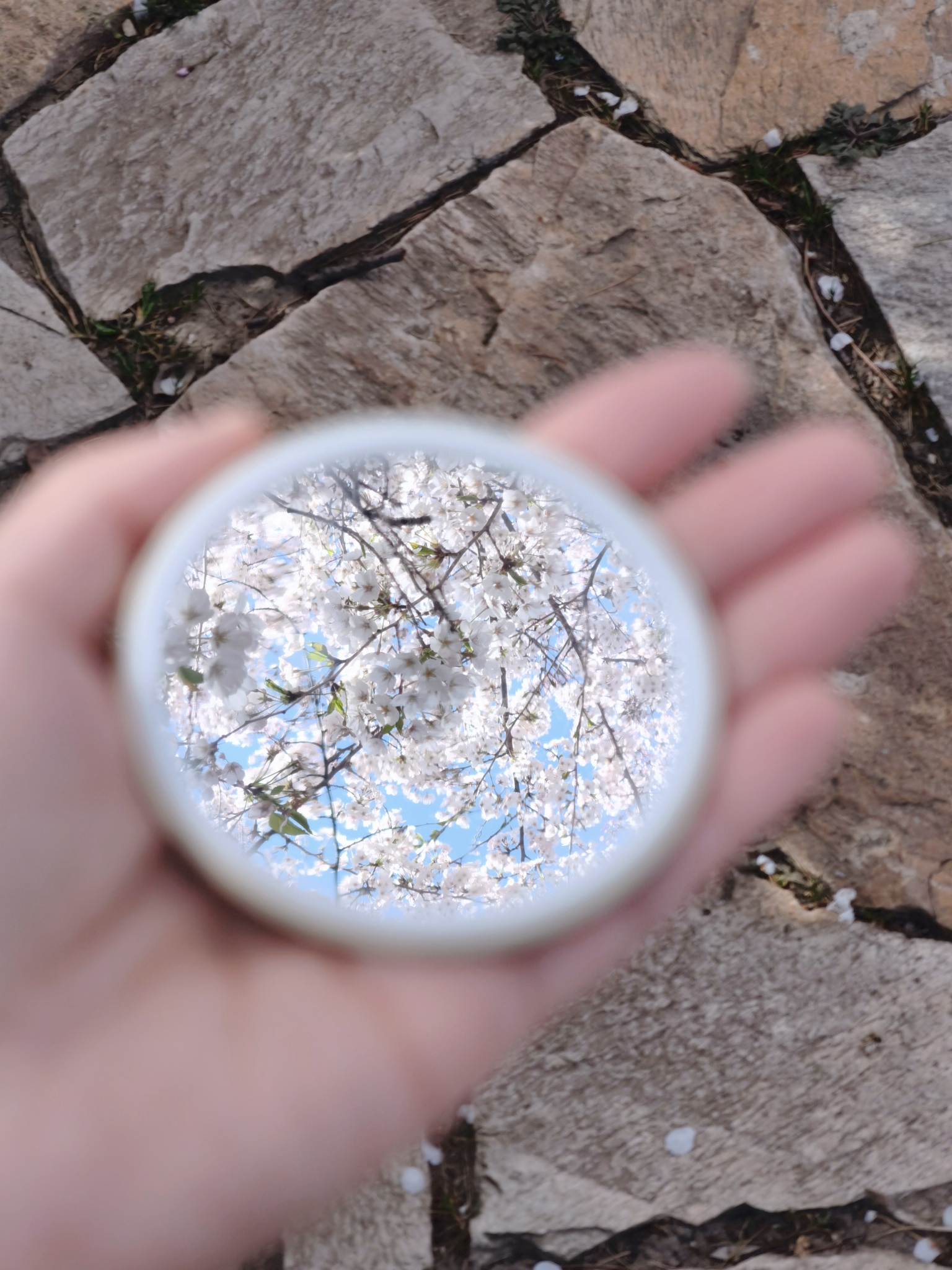 【青岛春日暴走日志】四天三夜：💨吹成海带的我们，与樱花撞个满怀🌸插图172