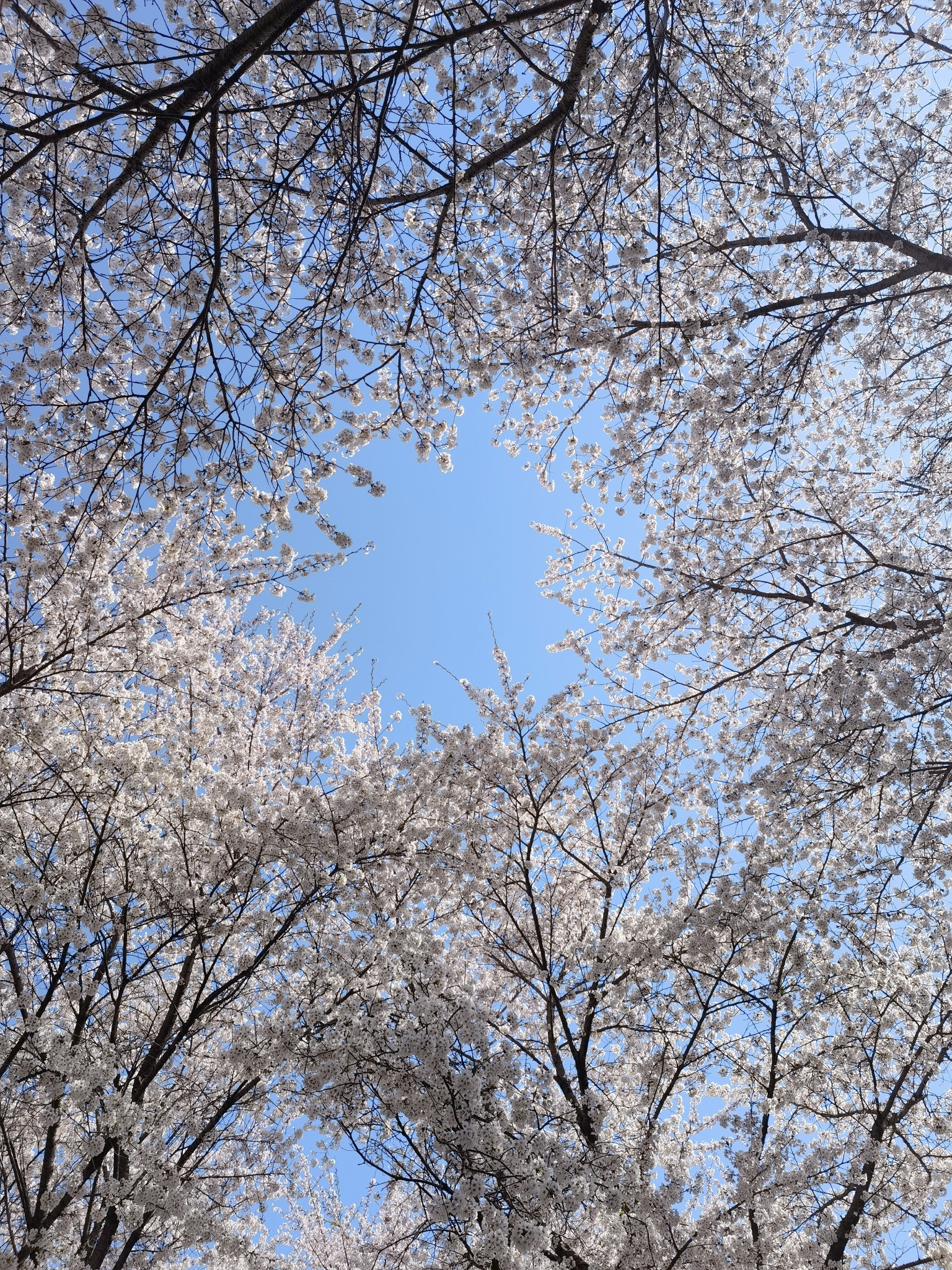 【青岛春日暴走日志】四天三夜：💨吹成海带的我们，与樱花撞个满怀🌸插图188