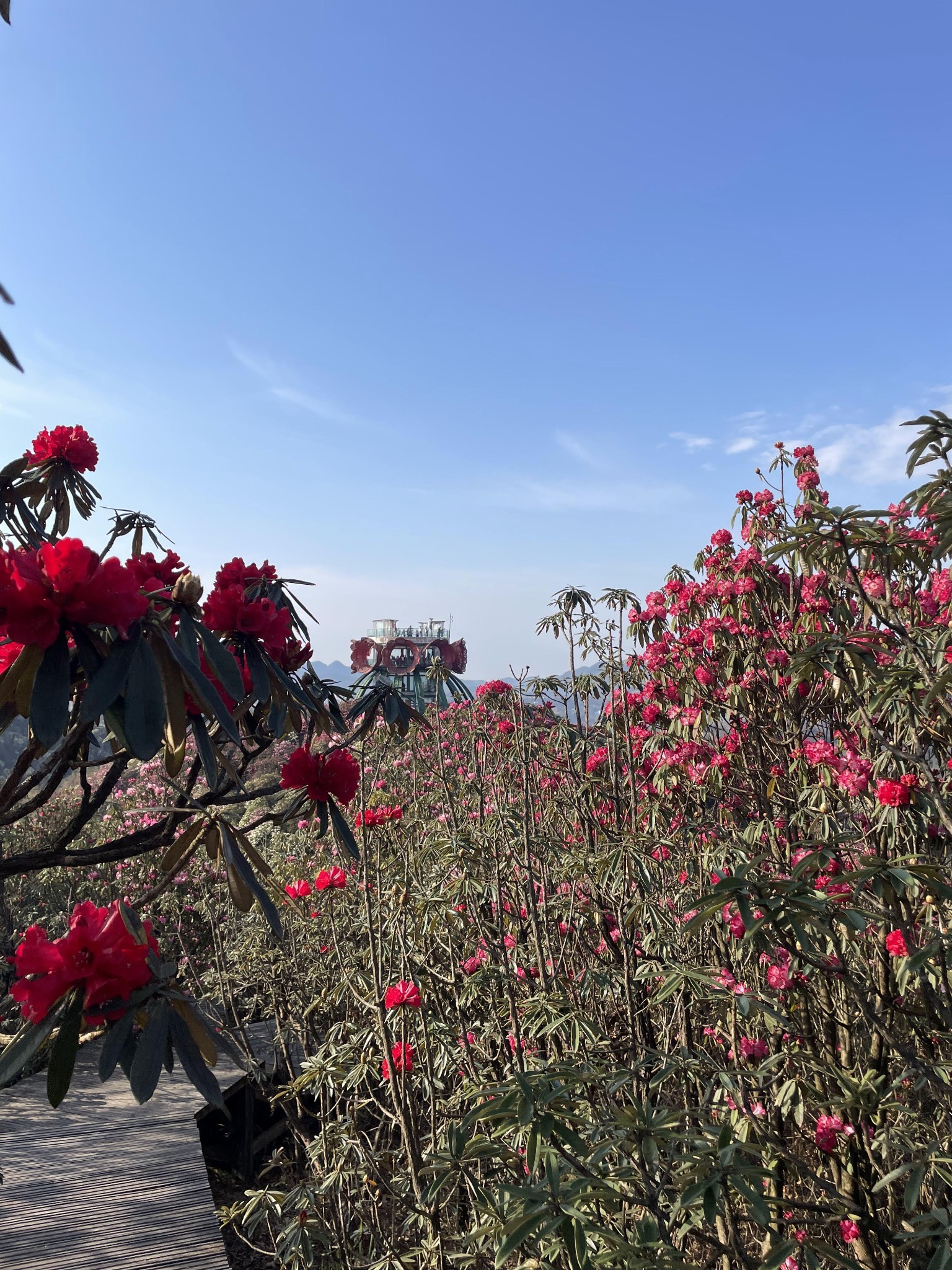 毕节百里杜鹃之普底景区