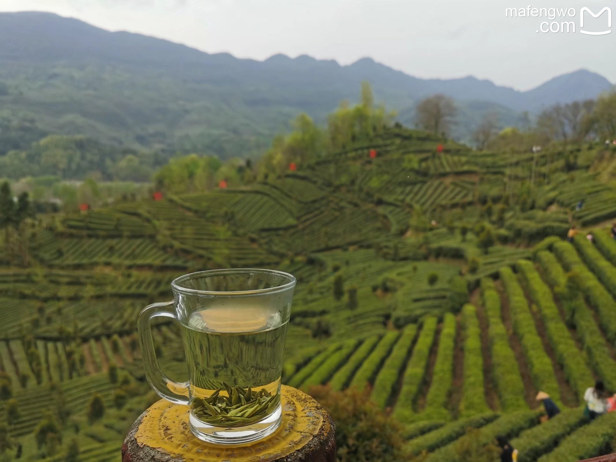 一杯茶尽收雨露精华——汉中西乡“一杯茶”的故事